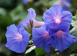 Ipomoea Indica Blue Morning Glory