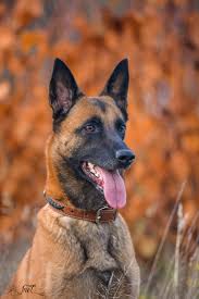 Reds Have More Fun P Malinois In 2020 Malinois Dog Malinois Puppies Belgian Malinois