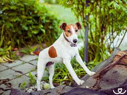 Image result for foxteriér hladkosrstý