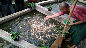 Pada bagian mata ikan lele berbentuk kecil dengan tepi orbital yang bebas. Alasan Kenapa Lele Barbie Jepara Berwarna Pink Lebih Enak Dibanding Lele Biasa Ini Budidayanya Tribun Jateng