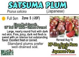 If they vary, most are larger (3/4 or 1), and rarely some are smaller (1/2). 13 Satsuma Plum File Ideas Satsuma Plum Plum Tree