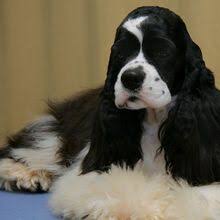 American Cocker Spaniel Black And White American Cocker Spaniel Sakc Dogs Wiki Fandom Powered By Wikia Cocker Spaniel Grooming Cocker Spaniel White Cocker Spaniel