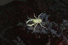 Afbeeldingsresultaat voor jameos del agua