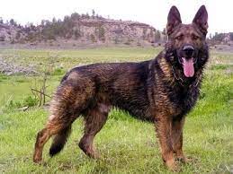 I have a german shepherd litter that was born on 5/24/2021. Dark Sable German Shepherd Puppies For Sale Near Me Pets Lovers