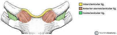 Related online courses on physioplus. The Sternoclavicular Joint Structure Movement Teachmeanatomy