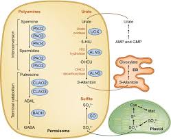 We did not find results for: Peroxisomes Versatile Organelles With Diverse Roles In Plants Pan 2020 New Phytologist Wiley Online Library
