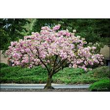 Check spelling or type a new query. Home Depot Is Selling Ready To Plant Cherry Blossom Trees For Just 39