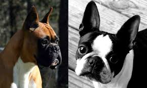 Below we've outlined the 5 steps to get you closer to having your own furman boston terrier puppy. Hilltop Boxer Boston Terrier Breeder Exhibitor Located In Texas