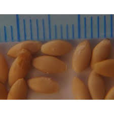 Image result for Cucumis aculeatus