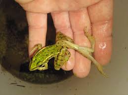 Image result for Lepidagathis randii