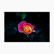 It's a bushy plant as from the base several equal sized branches arise. Jennifer Walsh Photographic Prints Redbubble