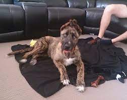 Where did the brindle coat color brindle colored german shepherd was one of the originating color patterns of gsds. American Bulldog Shepherd Dog Breed Information And Pictures