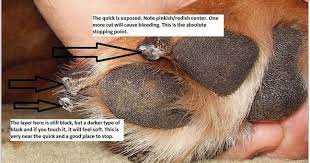 If your dog is doing well, end your session on a good note. How To Grind Dog Nails Nails Magazine