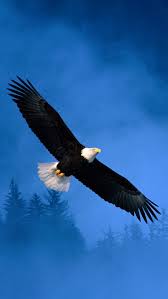 Kestrel bird usa president on eagle desert landscape philadelphia eagles bird of prey desert eagle usa flag eagle on branch german flag with. Best Eagle Iphone Hd Wallpapers Ilikewallpaper