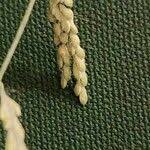 Image result for Urochloa leersioides