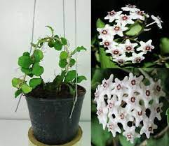 Share your videos with friends, family, and the world Hoya Kanyakumariana 4 Inches Healthy Mature Plant Rare Garden Ebay