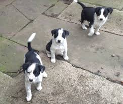Check spelling or type a new query. Border Jack Border Collie Jack Russell Mix Info Puppies Pictures