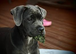 How much exercise does a cane corso need? 8 Cane Corso Behavior Developmental Stages Pawleaks