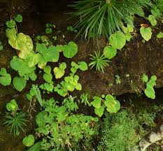 Image result for Begonia oxyloba