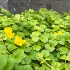 Image result for Lysimachia