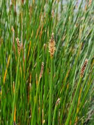 Image result for Eleocharis acutangula
