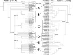 Image result for Scepocarpus hypselodendron