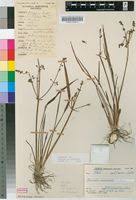 Image result for Burnatia enneandra