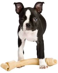 Beagles are known for their. Do Dog Ears Droop When Teething Popsugar Pets