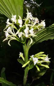 Image result for Corymborkis corymbis