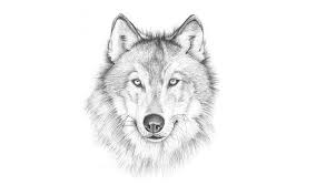 Silhouette, contour of the face of the wolf in black on a white background is drawn using various lines of curls. Hd Wallpaper White And Gray Wolf Pencil Sketch Face Painting Light Background Wallpaper Flare