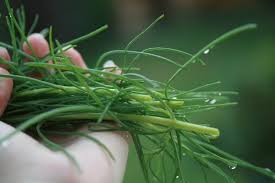 Image result for Salsola