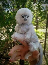 Poseable Baby Marmoset Monkey Art Doll By Honeycricket Deviantart Com On Deviantart Pet Monkey Cute Baby Animals Cute Baby Monkey