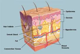 The Skin Human Anatomy Picture Definition Function And Skin Conditions Skin Anatomy Skin Structure Skin Conditions