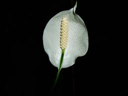 7 Plantas De Interior Con Flor Blanca Jardineria On