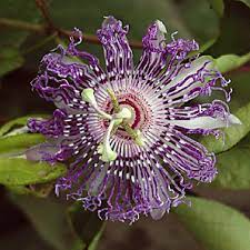 Perennial pea, sweet pea, everlasting pea lathyrus latifolius (introduced) family: Missouri Has Its Own Native Passionfruit St Louis Call Newspapers