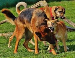 9 Reasons Why Male Female Dogs Hump Even If They Ve Been Fixed