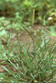 Image result for Setaria homonyma