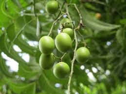 Hardwood tree species native to south dakota drought tolerance alkaline (high ph) tolerance (3) planting region (1) size, form, and other information (2) Could Neem Tree Oil Be The Solution For Desert Locust Control Icpac