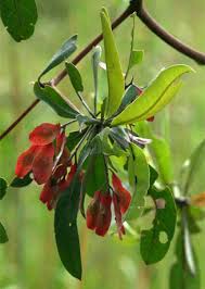 Image result for Terminalia sericea