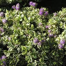 Image result for shrubby veronica hebe