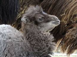 You signed in with another tab or window. Camel Zooborns