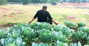 You can start collard plants from seed or nursery transplants. Sankofa Garden Homes Growing Harvesting Cotton And Collard Greens Dallas Examiner