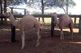 Factors such as food supply , the whales overall size (which affects the climate the whale can comfortably survive in) and the whales mating grounds can affect the environment that a particular species can be found living in. Camels4life Natural Health With The Camel Milk