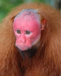 American Museum of Natural History