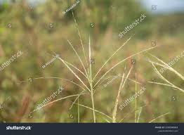 Image result for Digitaria milanjiana