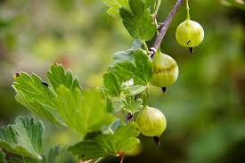 Az Egres Koszmete Ultetese Es Gondozasa Utmutato Citygreen Hu Nature View Fruit Pear