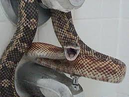 Some species of rat snakes reach lengths of 10 feet, though 4 to 6 feet long is more common, according to the smithsonian national zoological park. Texas Rat Snake Wikipedia