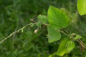 Image result for Polhillides