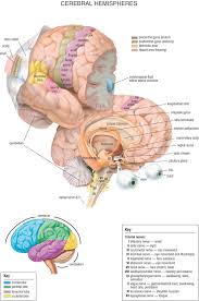 05 Cerebral Hemispheres Jpg 1 239 1 865 Pixels Brain Anatomy Medical Anatomy Human Anatomy And Physiology