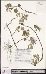 Image result for Heterotis decumbens